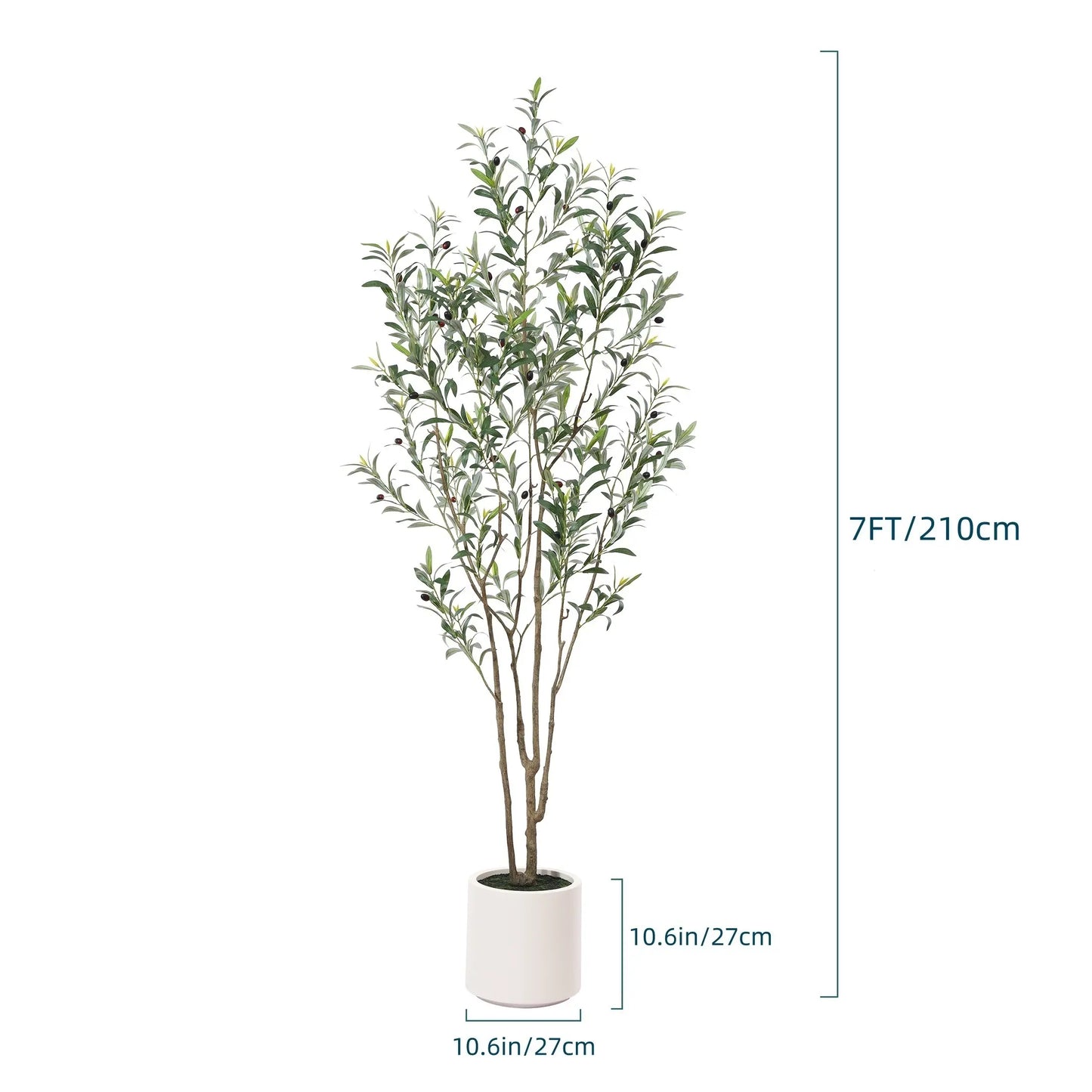 Olive Tree
