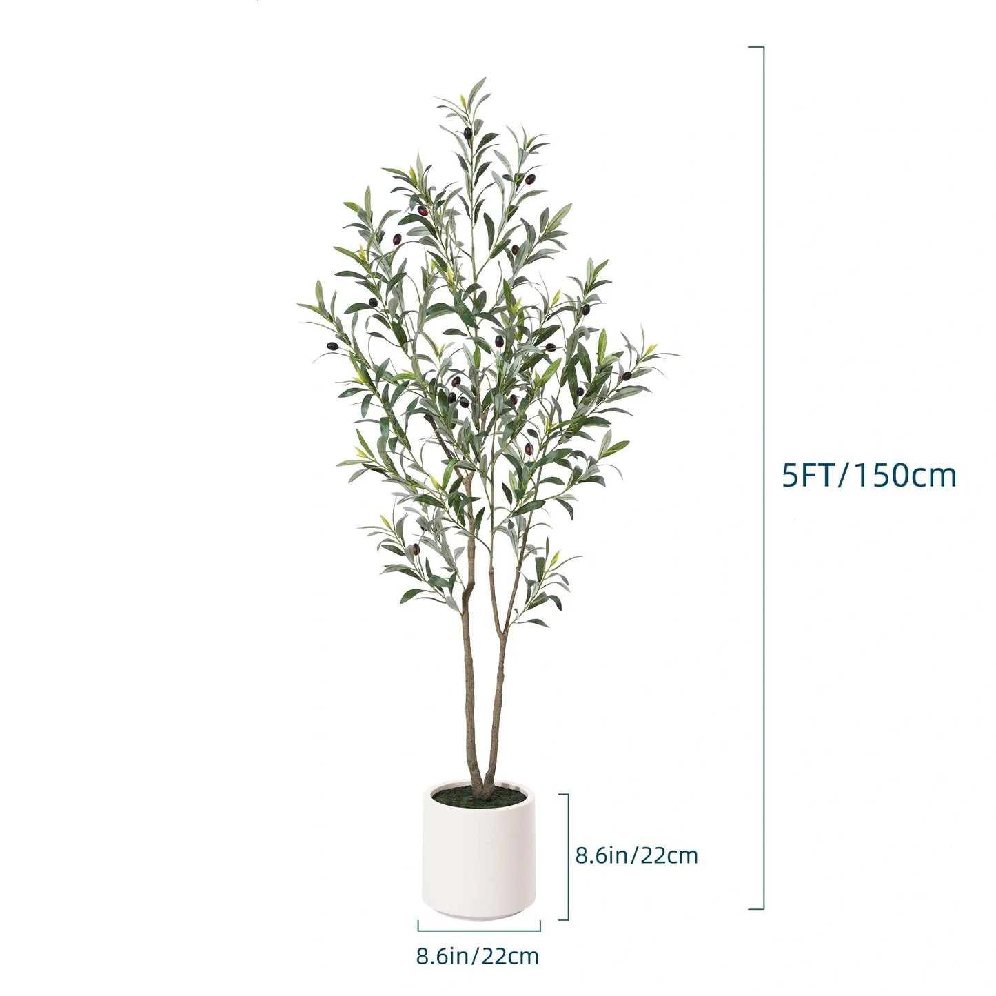 Olive Tree