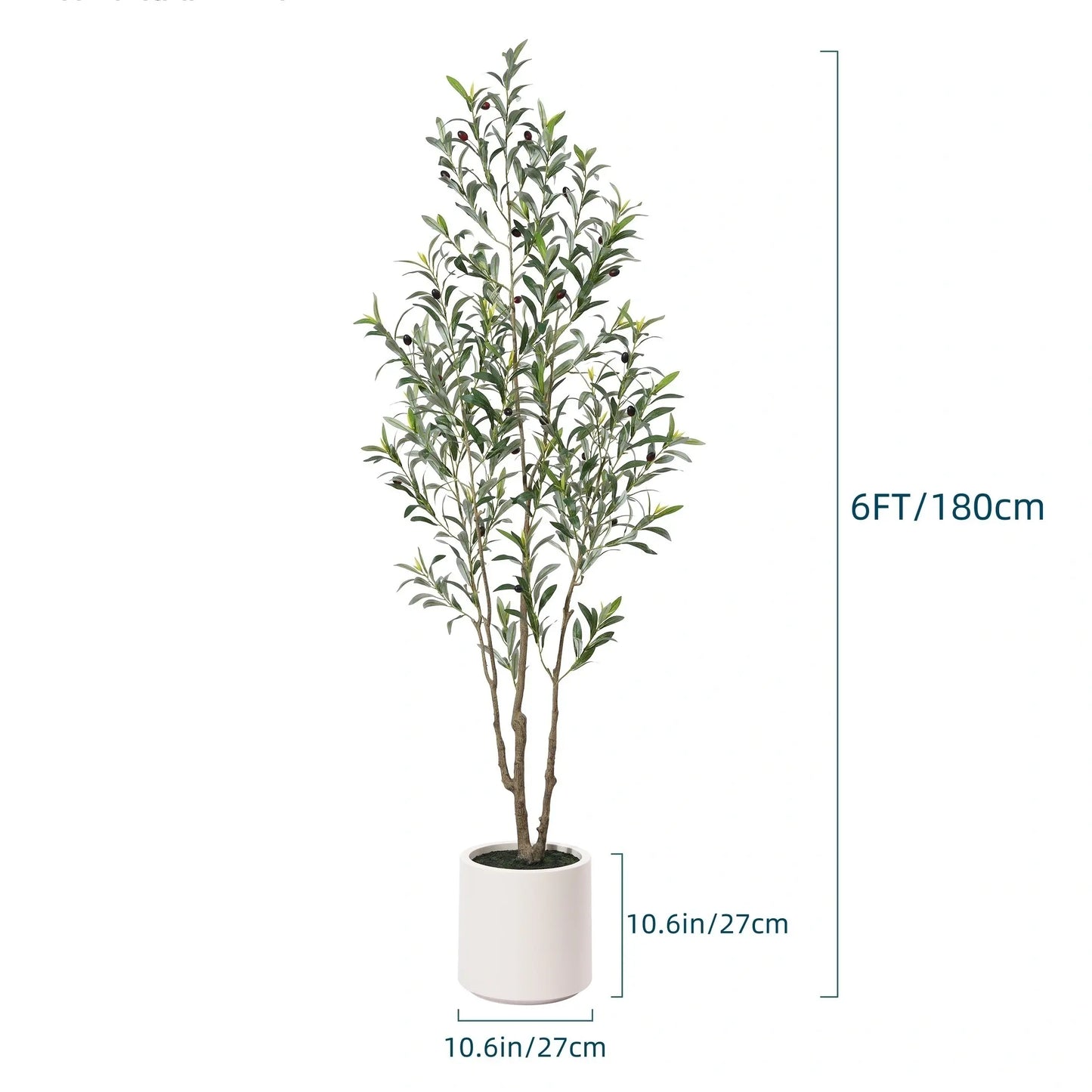 Olive Tree