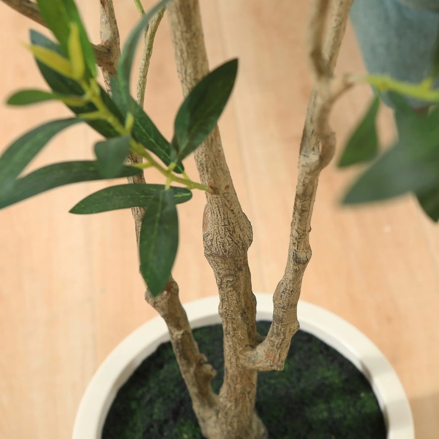 Olive Tree